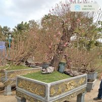 Đào cổ thụ chơi Tết