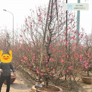 Đào Tết Nhật Tân