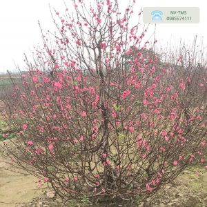 Đào Tết Nhật Tân
