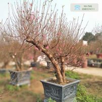 Đào thế - Đào dáng