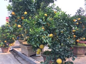 Địa chỉ bán bưởi cảnh chơi Tết