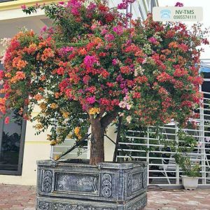 Hoa Giấy Ngũ Sắc (5 màu) Hoa Giấy Ngũ Sắc (5 màu)