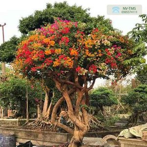 Hoa Giấy Ngũ Sắc (5 màu) Hoa Giấy Ngũ Sắc (5 màu)