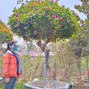 Hoa Giấy Ngũ Sắc 5 Màu Giá Rẻ HG1111