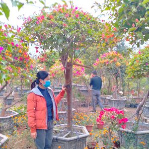 Hoa Giấy Ngũ Sắc 5 Màu Giá Rẻ HG1114
