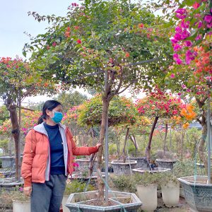 Hoa Giấy Ngũ Sắc 5 Màu Giá Rẻ HG1116