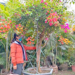 Hoa Giấy Ngũ Sắc 5 Màu Giá Rẻ HG1119