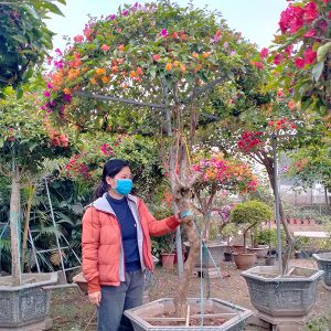 Hoa Giấy Ngũ Sắc 5 Màu Giá Rẻ HG1121