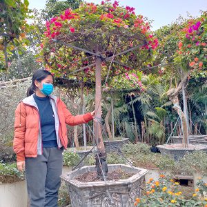 Hoa Giấy Ngũ Sắc 5 Màu Giá Rẻ HG1124