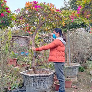 Hoa Giấy Ngũ Sắc 5 Màu Giá Rẻ HG1126