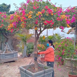 Hoa Giấy Ngũ Sắc Đẹp HG1137