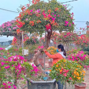 Hoa Giấy Ngũ Sắc Đẹp HG1138