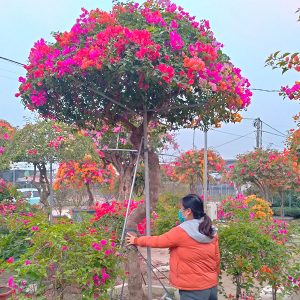 Hoa Giấy Ngũ Sắc Đẹp HG1139