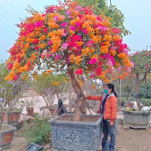 Hoa Giấy Ngũ Sắc Đẹp HG1142