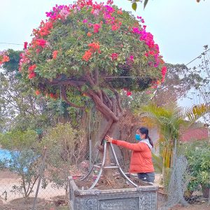 Hoa Giấy Ngũ Sắc Đẹp HG1143