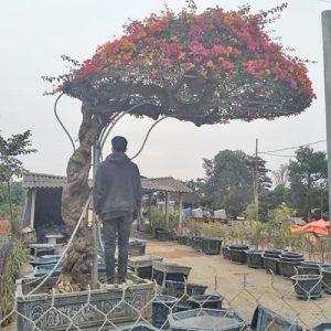 Hoa Giấy Ngũ Sắc HG3111