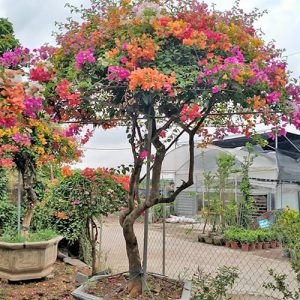 Hoa Giấy Ngũ Sắc HG3114