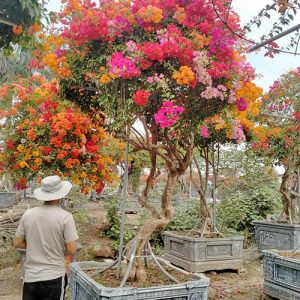 Hoa Giấy Ngũ Sắc HG3118