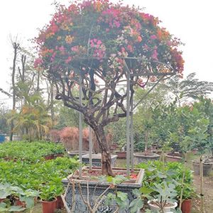 Hoa Giấy Ngũ Sắc HG3119