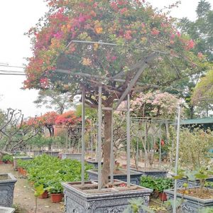 Hoa Giấy Ngũ Sắc HG3120