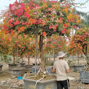 Cây Hoa Giấy Ngũ Sắc Thái HG3123