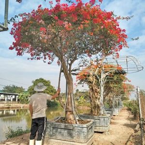 Cây Hoa Giấy 5 Màu HG3129