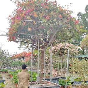 Hoa Giấy 5 Màu HG3131