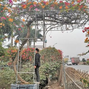 Hoa Giấy Ngũ Sắc Thái HG3143