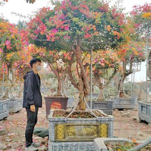 Cây Hoa Giấy Ngũ Sắc Thái HG3145