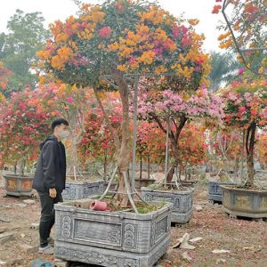 Cây Hoa Giấy Ngũ Sắc HG3147