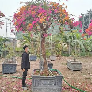 Cây Hoa Giấy Ngũ Sắc HG3148