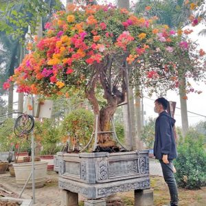Cây Hoa Giấy Ngũ Sắc HG3152