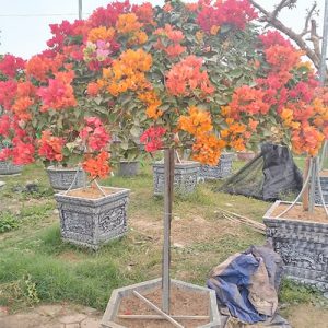 Cây Hoa Giấy 5 Màu HG3157