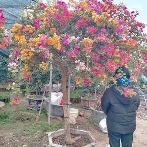 Hoa Giấy Ngũ Sắc (Loại 5 Màu) HG1128