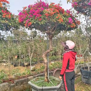 Hoa Giấy Ngũ Sắc Thái Lan HG1144