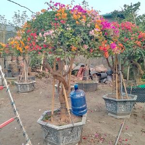 Hoa Giấy Ngũ Sắc Thái Lan HG1157