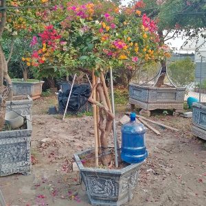 Hoa Giấy Ngũ Sắc Thái Lan HG1158