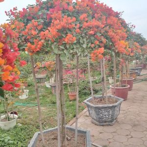 Hoa Giấy Ngũ Sắc Thái Lan HG1148