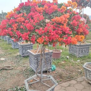 Hoa Giấy Ngũ Sắc Thái Lan HG1149