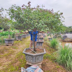 Hoa Hồng Bạch Ho Cổ HH5221