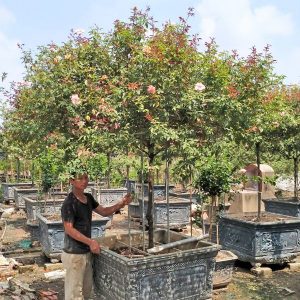 Hoa Hồng Bạch Ho Cổ HH5222