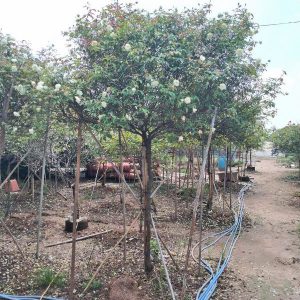 Hoa Hồng Bạch Ho Cổ HH5214