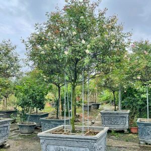 Hoa Hồng Bạch Ho Cổ HH5215
