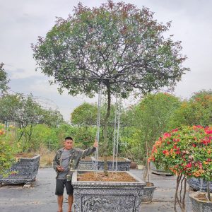 Hoa Hồng Bạch Ho Cổ HH5216