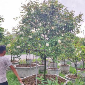 Hoa Hồng Bạch Ho Cổ HH5219