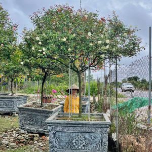 Hoa Hồng Bạch Xếp Cổ HH5224