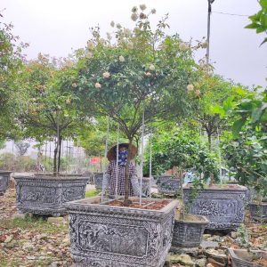 Hoa Hồng Bạch Xếp Cổ HH5225