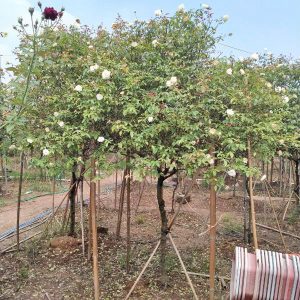 Hoa Hồng Bạch Xếp Cổ HH5226