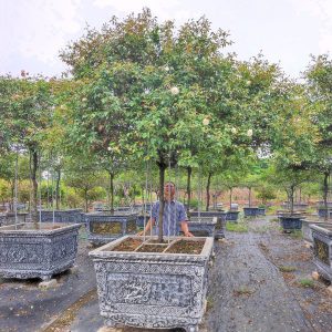 Hoa Hồng Bạch Xếp Cổ HH5227