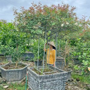 Hoa Hồng Bạch Xếp Cổ HH5228